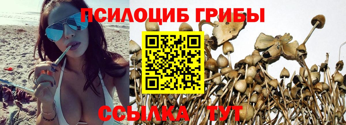 Псилоцибиновые грибы Cubensis Кузнецк